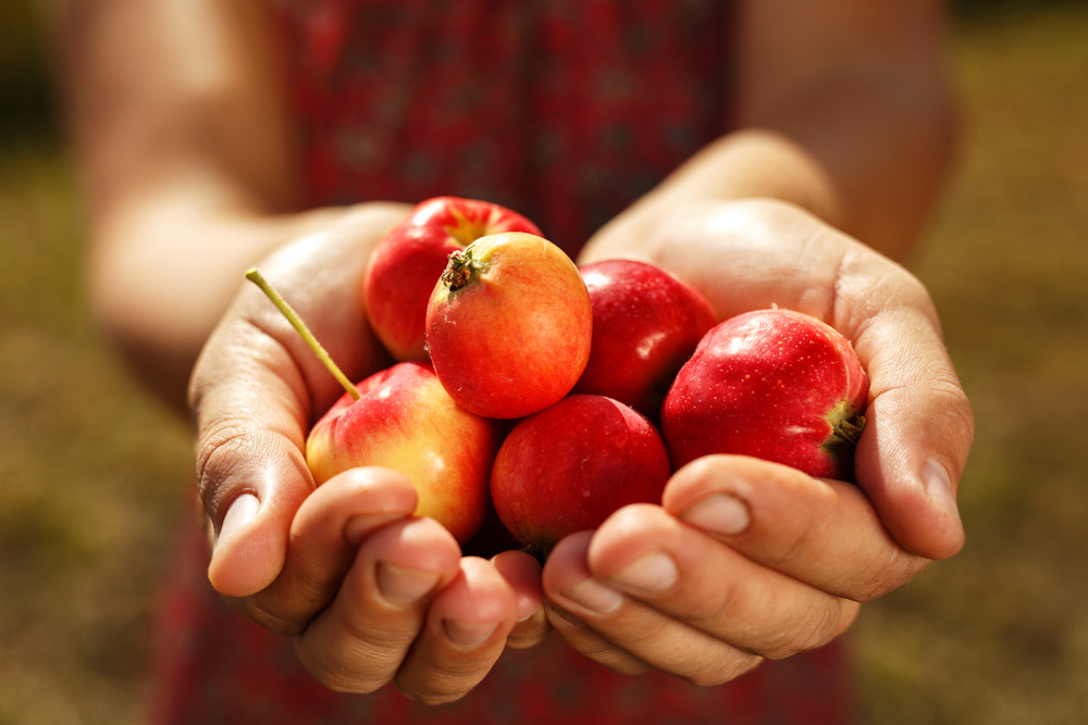 Яблоки в женских руках. Урожай. Продукция Актанышского района
